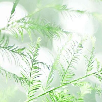 刀剑武娘果盘版下载